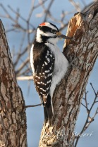 20110224-20110224-woodpecker feb24.11 (2)